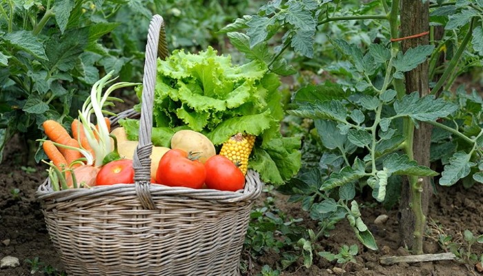 Желая получить богатый урожай, перед посадкой узнай, какие овощи хорошо растут вместе