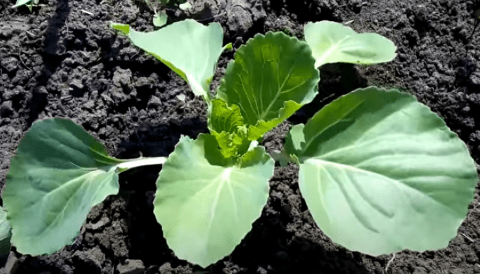 Основные этапы выращивания капусты рассадным и безрассадным способом